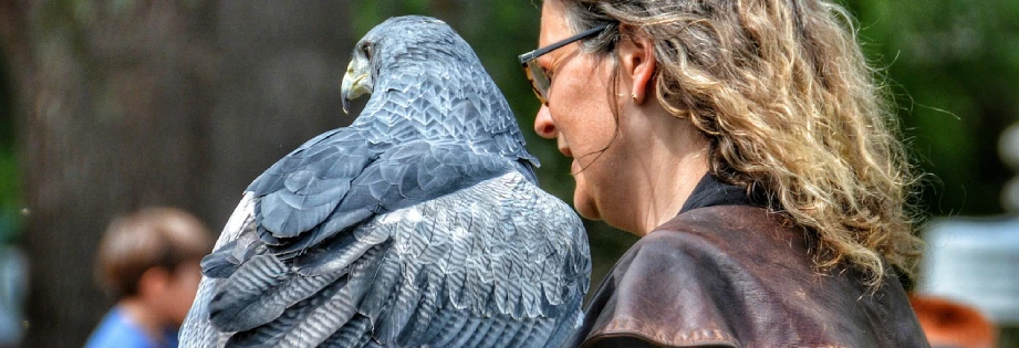 Fauconnier présentant un rapace dressé
